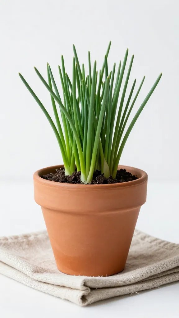 chives in short terra-cotta pot on linen napkin