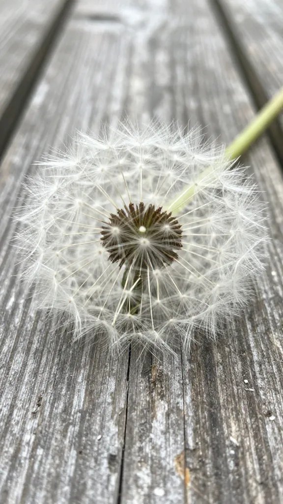 closeup of a dandelion crown on weathered wood