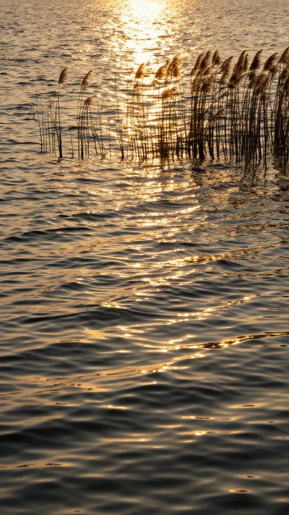 rippling water surface reflecting golden hour reeds