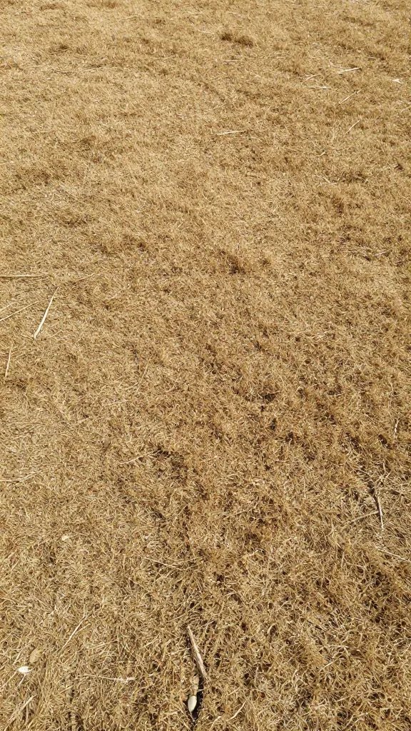 closeup of ground showing dry, even turf