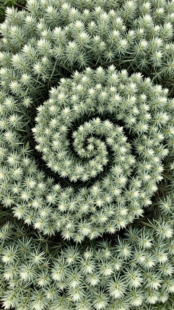crisp variegated hebe layer creating engineered spiral