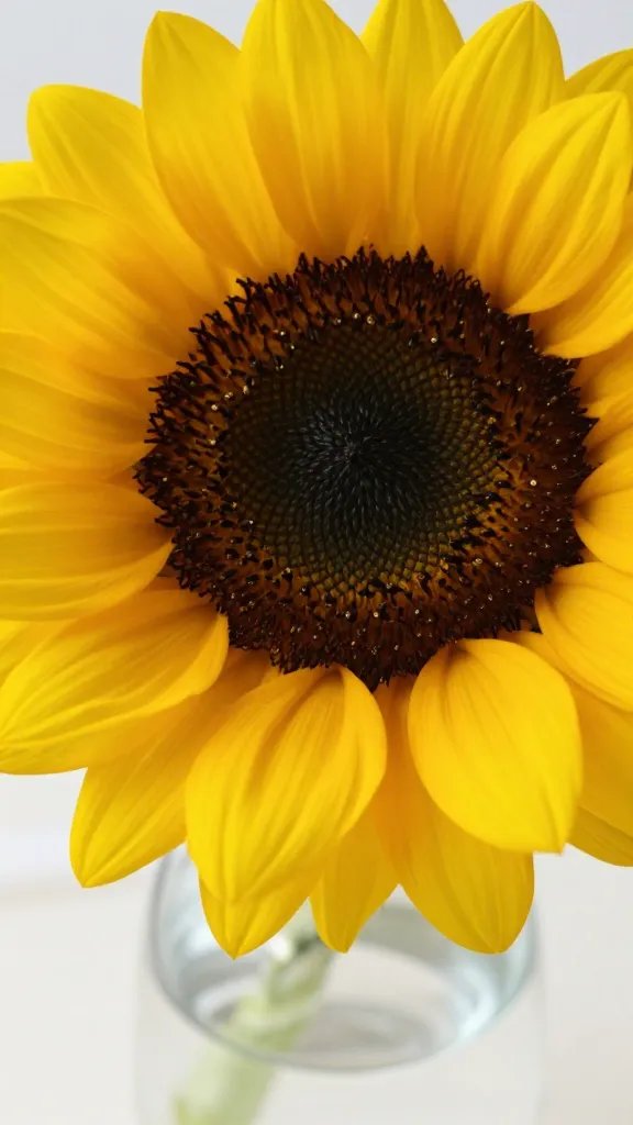closeup of a single sunflower centerpiece in a glass vase