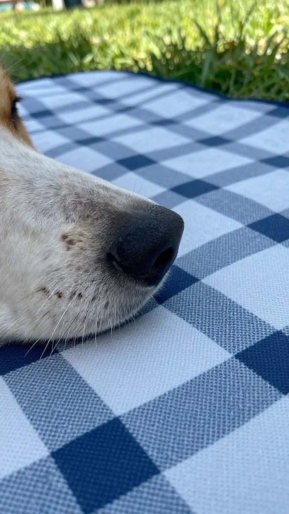 Closeup of a dog nose sniffing a picnic blanket, sunlit grass