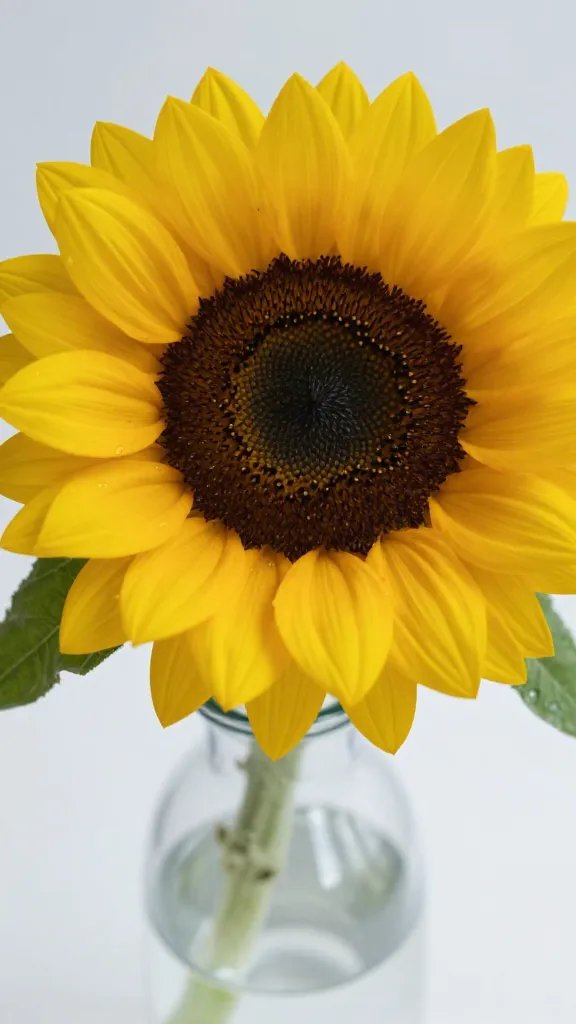 closeup of single sunflower in a glass bottle vase